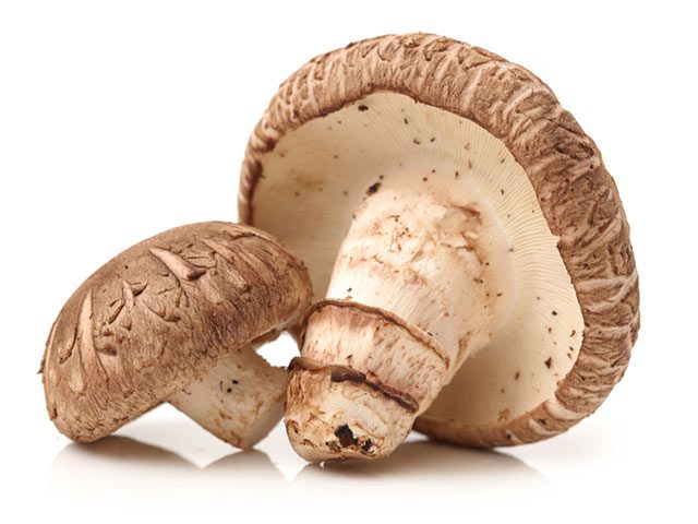 Польза грибов шиитаке для здоровья
