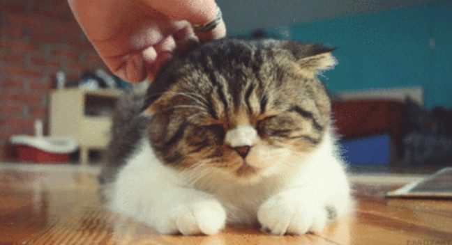Ученые объяснили, как коты продлевают нам жизнь