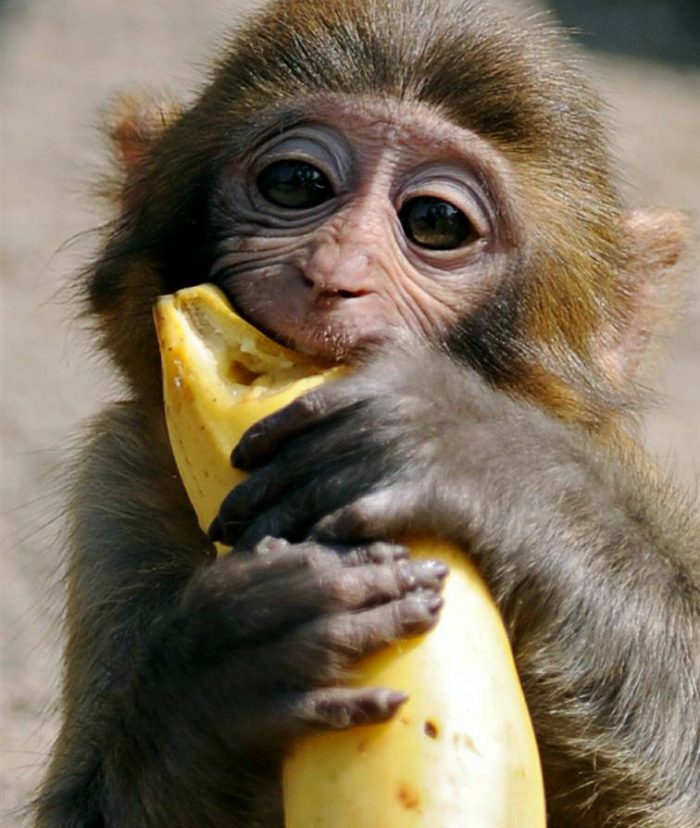7 причин есть бананы