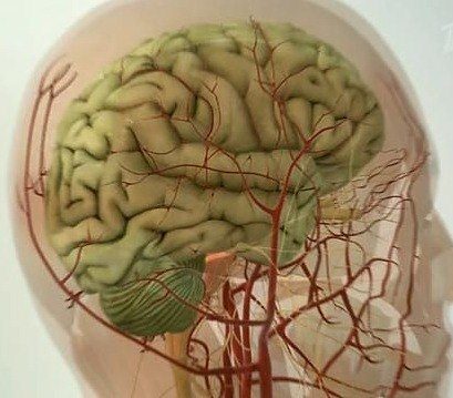 5 методик очищения сосудов головного мозга