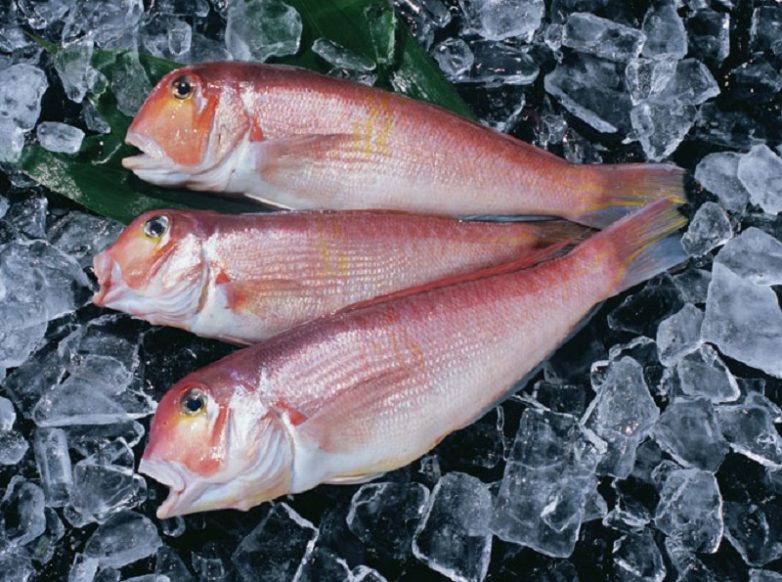 10 видов рыбы с высоким содержанием ртути