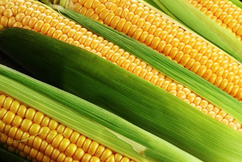 Полезные свойства кукурузных рылец