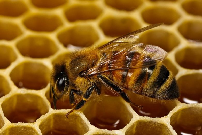 8 вещей, которые произойдут с организмом, если есть мёд каждый день