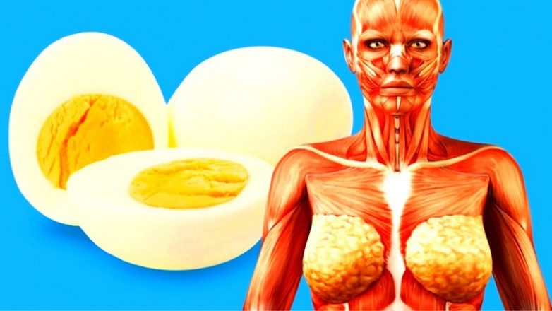 Польза яичного белка