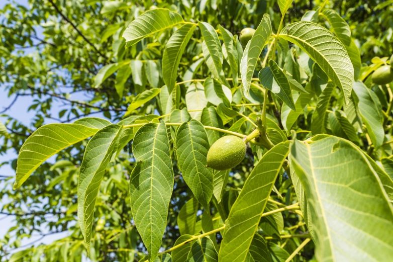 Листья грецкого ореха - натуральное природное снадобье!