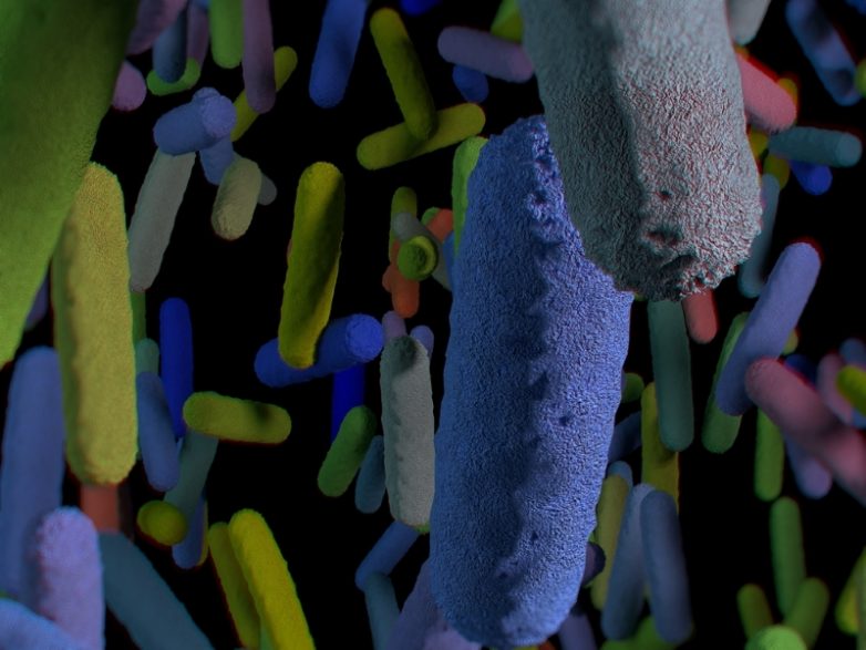 Интересные факты о бактериях в человеческом организме