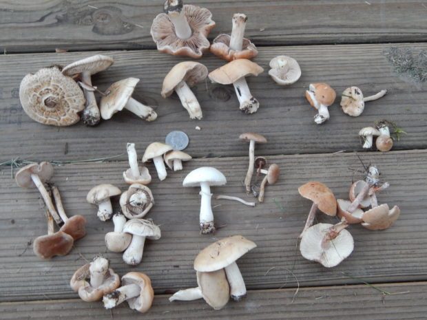 Что нужно знать об отравлении грибами