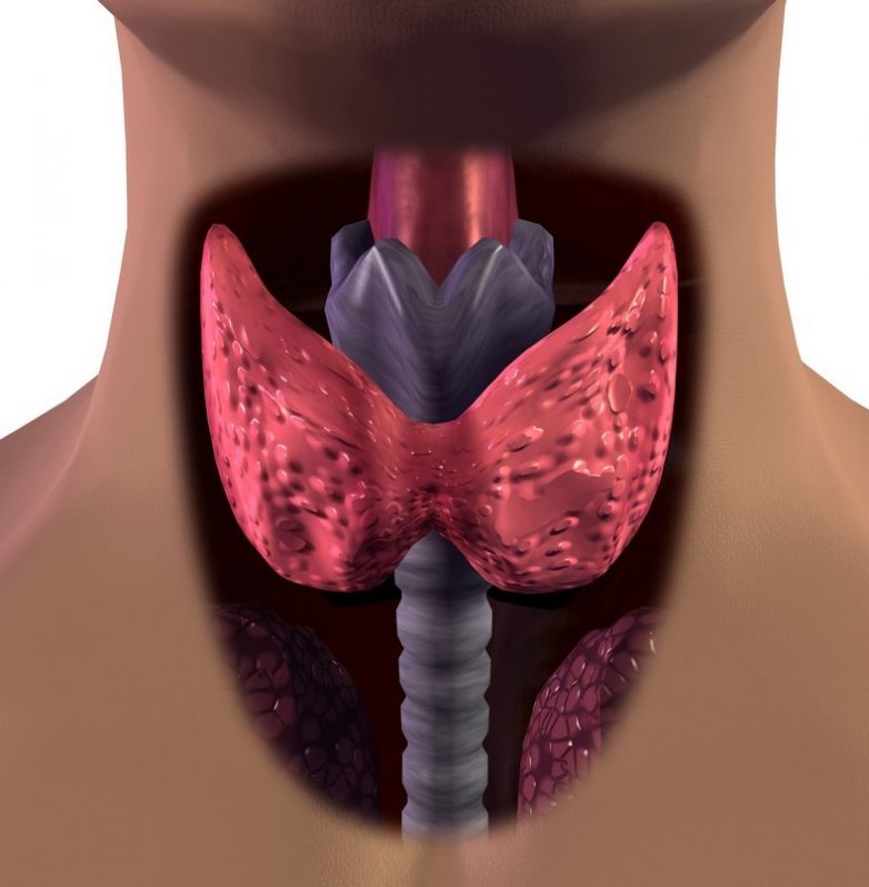 Как поддерживать щитовидную железу