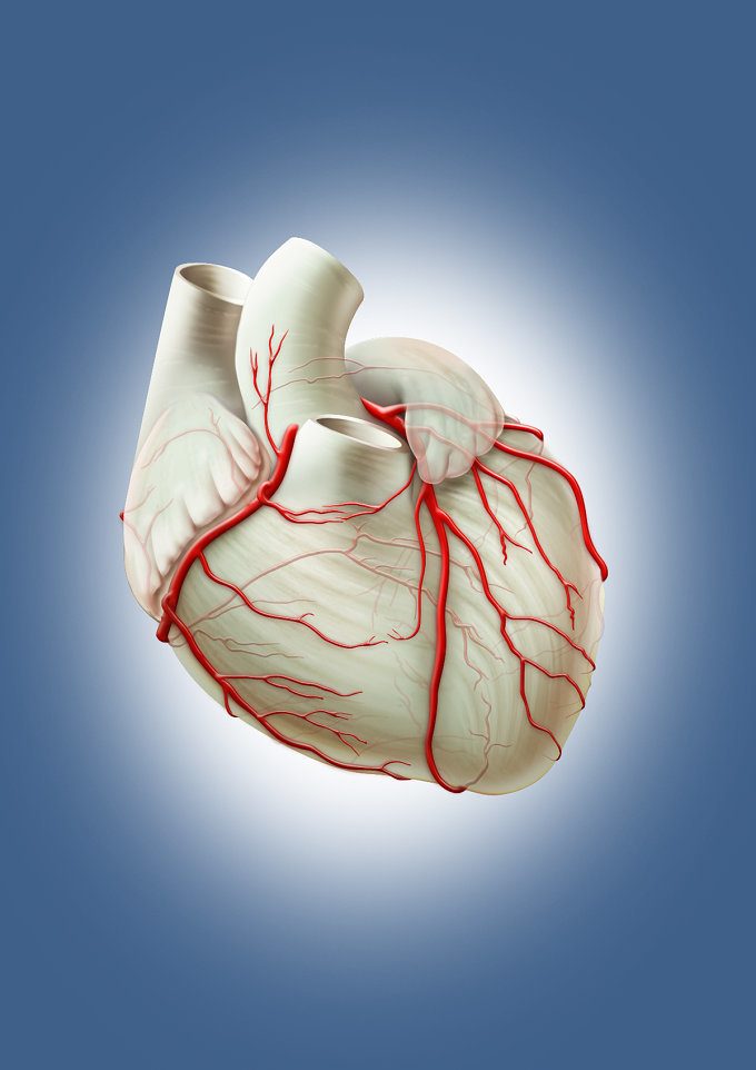 Витамины и минералы, которые нужны для здоровья сердца и сосудов
