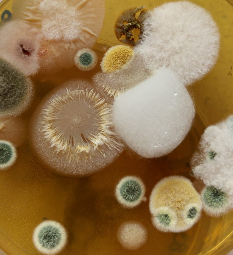 Заболевания, вызываемые патогенными грибами