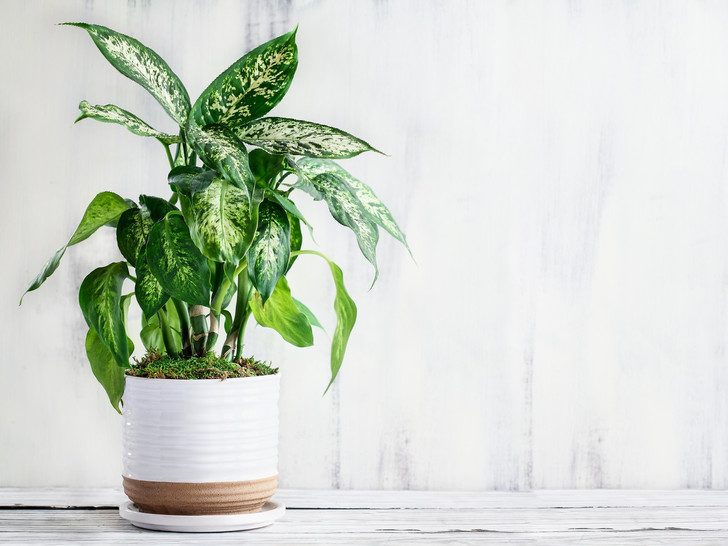 Ядовитые комнатные растения, которые медленно, но верно убивают ваше здоровье