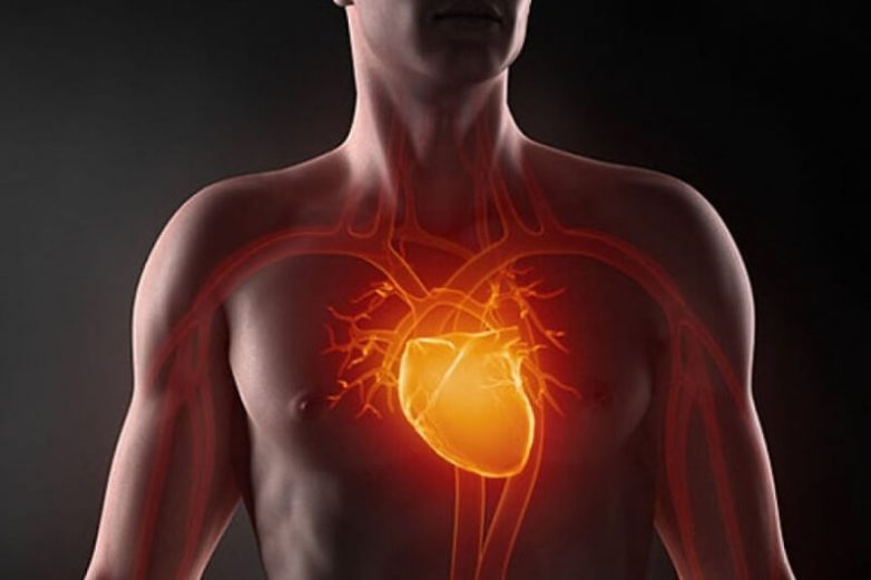 Отрегулируйте работу органов пищеварения, если хотите иметь здоровое сердце