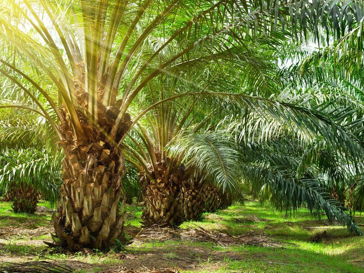 Как распознать пальмовое масло в составе продуктов