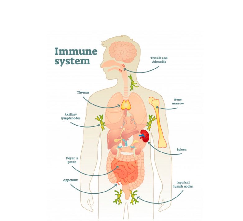 Антиоксиданты для иммунной системы
