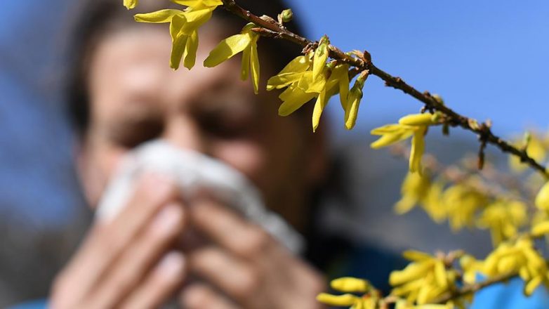 Пыльца каких трав и деревьев вызывает аллергию в июне?
