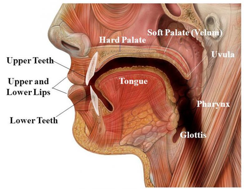 Что делать при неприятном запахе изо рта или халитозе