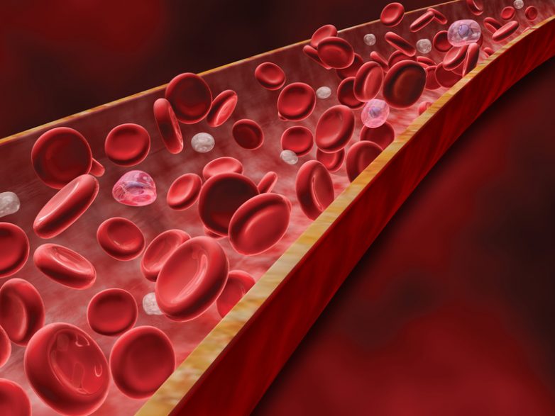 Советы фитотерапевтов о густом состоянии крови