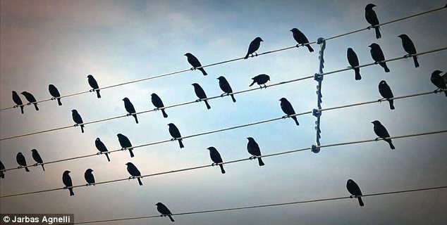 Музыка птиц, сидящих на проводах