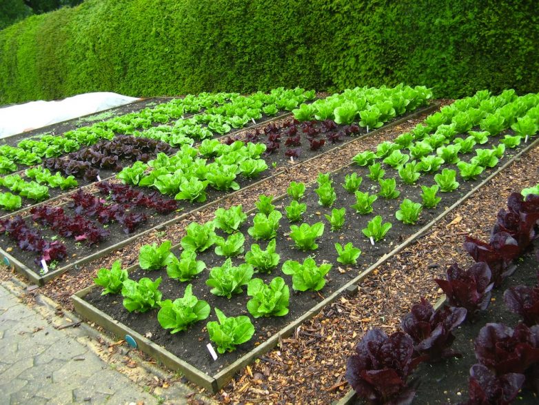 Натуральные удобрения для вашего сада-огорода