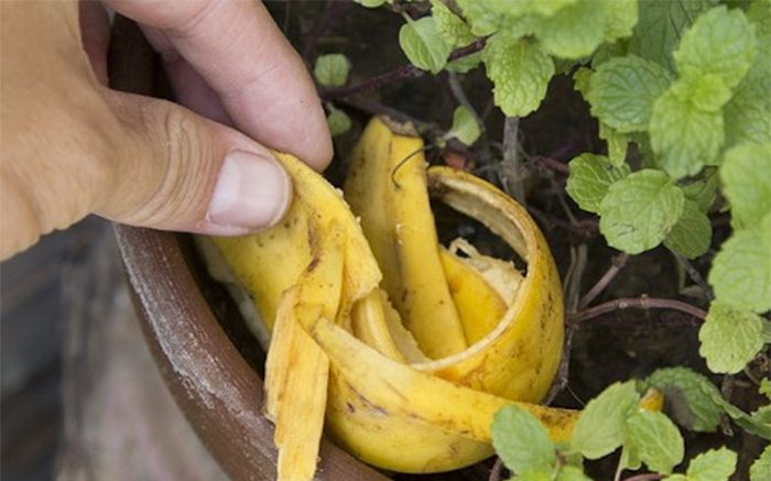 О пользе банановой шкурки в быту и не только