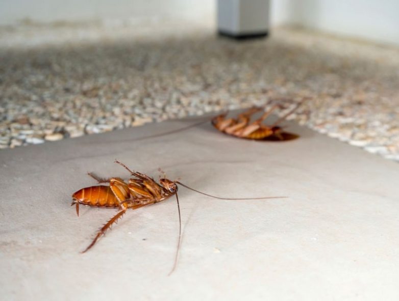 Советы, как вывести тараканов в квартире