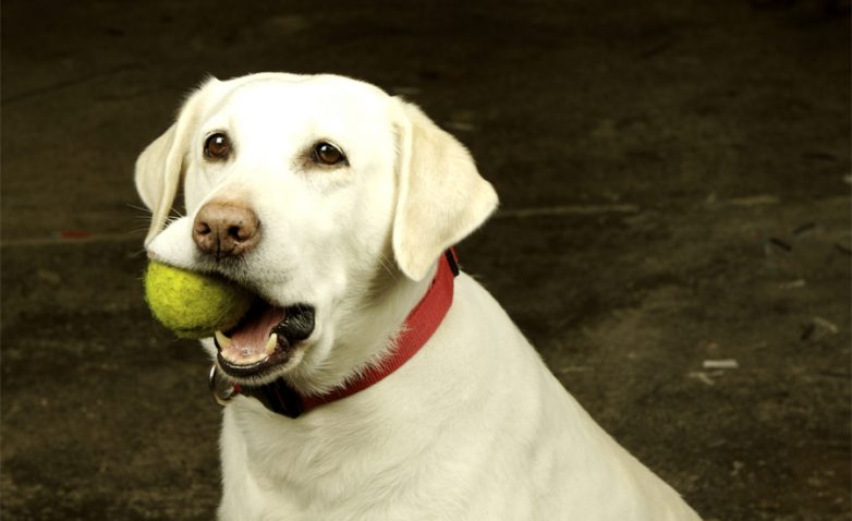 10 лайфхаков, которые приведут в восторг владельцев собак