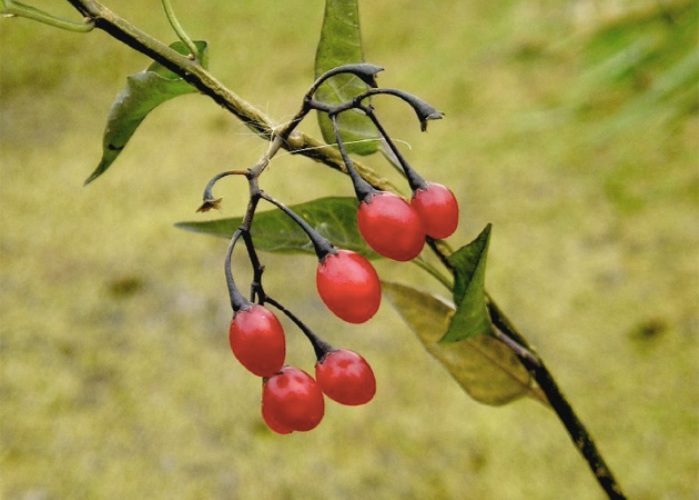 Лесные ягоды, опасные для жизни и здоровья