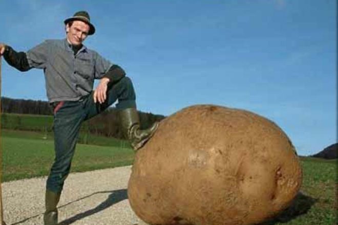 Что немцу хорошо, то русскому тоже неплохо: как в Германии выращивают картофель