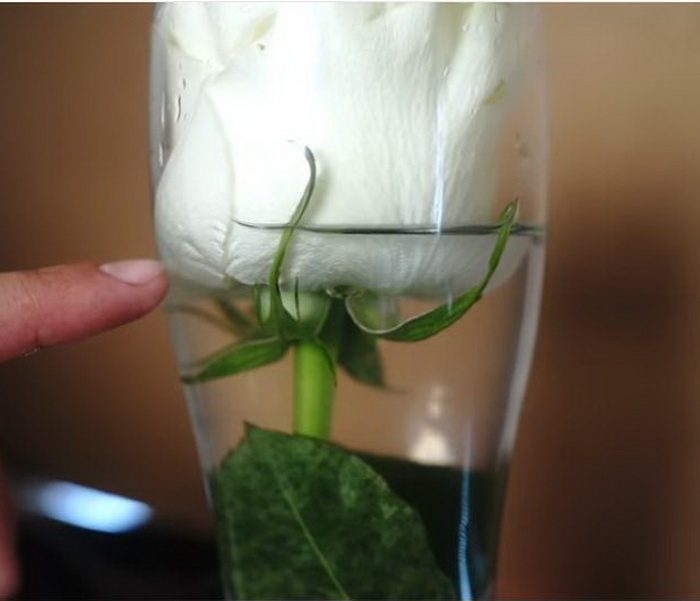 Необычный эксперимент: в каком напитке розы простоят дольше?