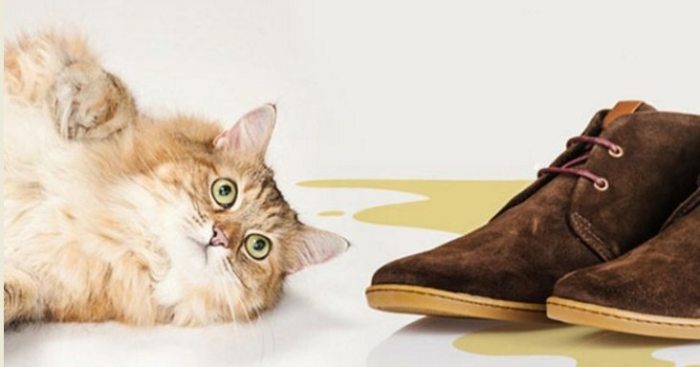 Что делать, если котик испортил вам обувь?