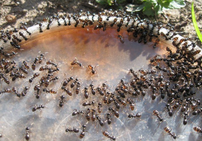 Дедовский метод, который поможет избавиться от муравьёв на даче