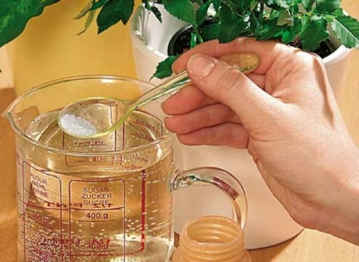 Лимонная кислота — чтобы комнатные растения были здоровы