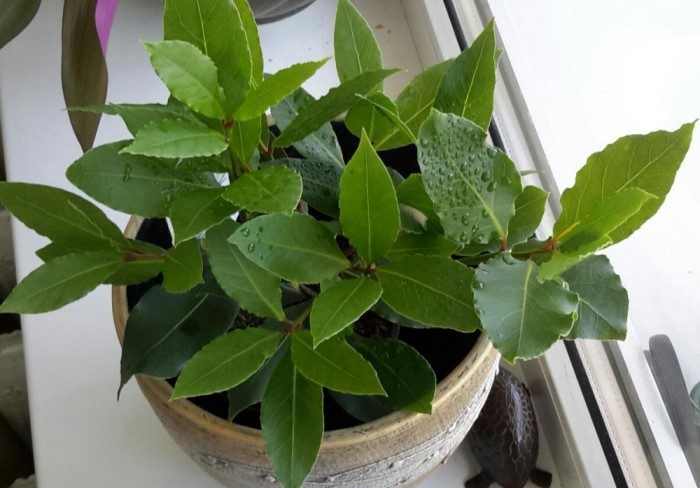 11 холодоустойчивых растений, которые можно не убирать с балкона до первых заморозков