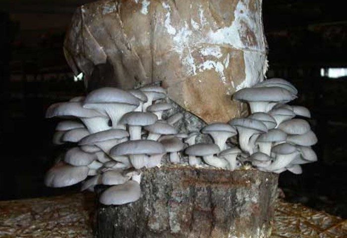 Выращиваем грибы дома