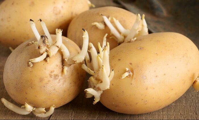 Не спешите выбрасывать ростки от картофеля!