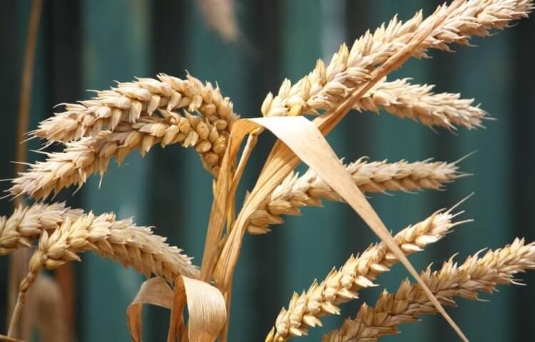 Что произойдёт, если в мире кончится зерно?