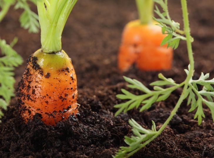 12 овощей, ягод и трав, которые экономные люди выращивают прямо дома