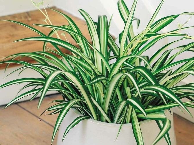 10 комнатных растений, которые должны быть в каждом доме