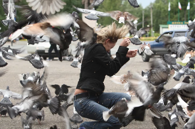 Почему трогать уличных голубей — плохая затея