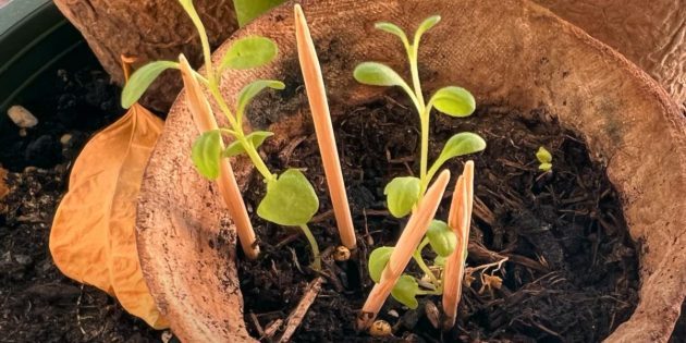 Как вырастить лаванду на подоконнике: инструкция для цветоводов