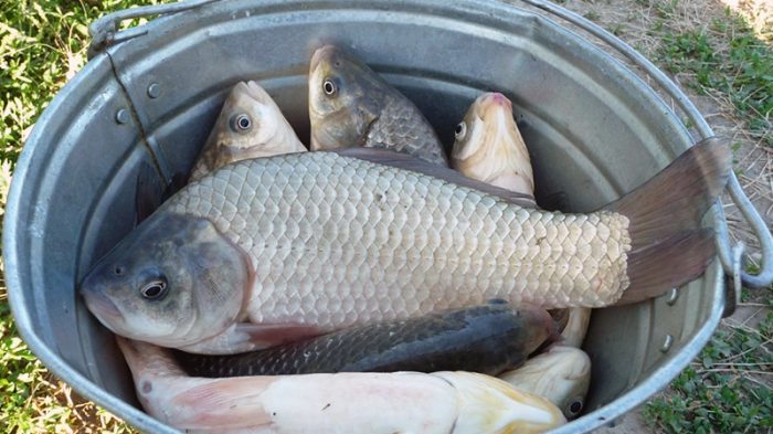 Для чего некоторые дачники закапывают в лунки рыбу: миф или лайфхак?