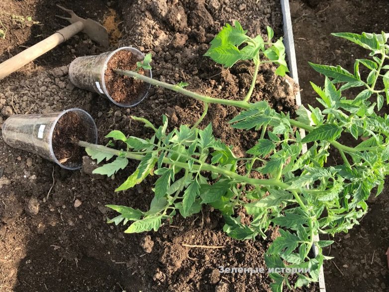 Как сэкономить кучу времени на посадке томатов и огурцов