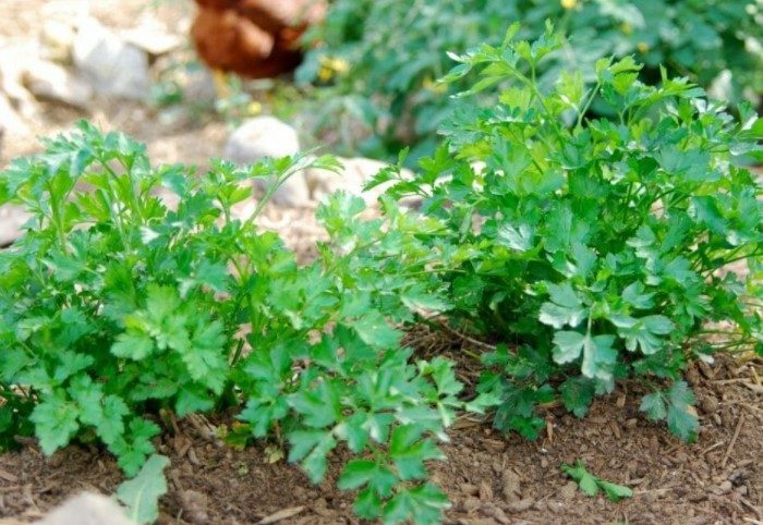 7 ошибок при выращивании пряной зелени, о которых должен знать каждый садовод