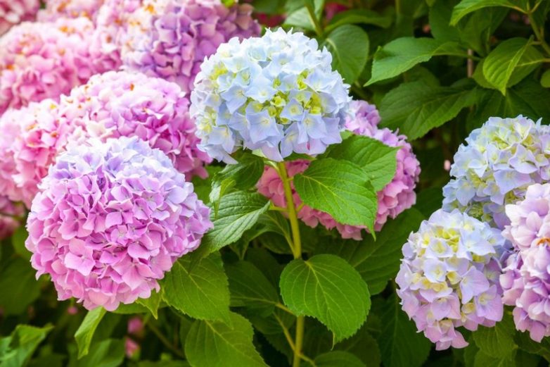 10 самых красивых сортов садовых цветов