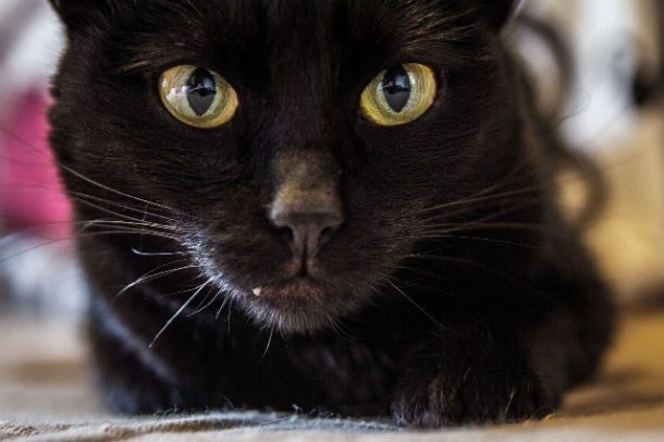 Откуда взялся миф про чёрную кошку?
