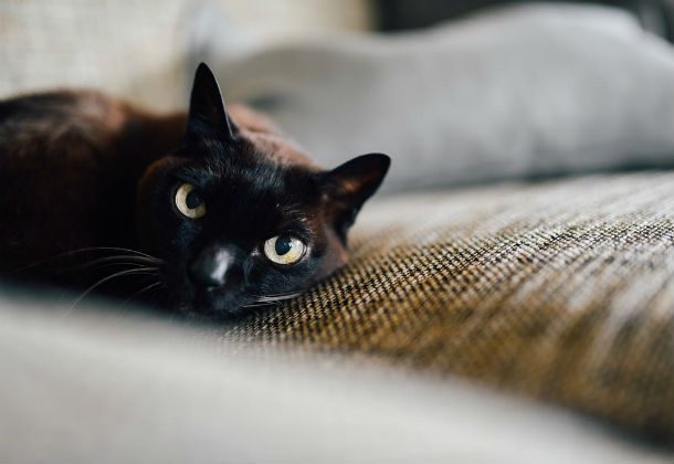Откуда взялся миф про чёрную кошку?