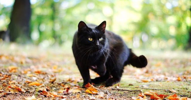 Если чёрная кошка идёт за вами
