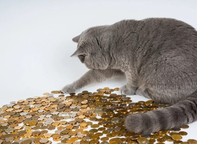 10 денежных примет, связанных с кошками
