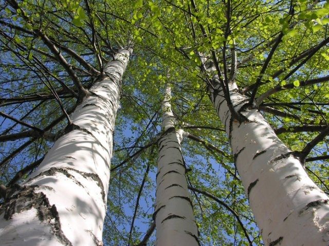 Целительная сила деревьев: о чем просить сосну и почему полезно обнимать березу