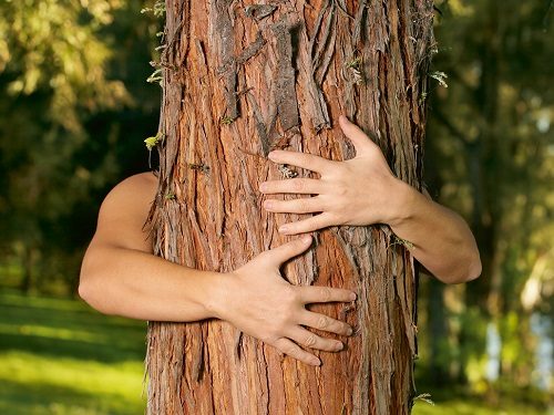 Целительная сила деревьев: о чем просить сосну и почему полезно обнимать березу